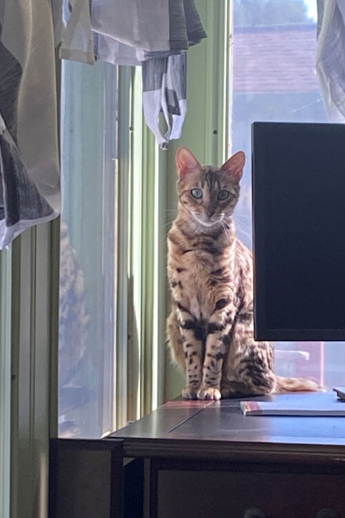 Cat By Window