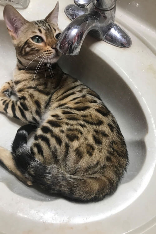 Cat In Sink