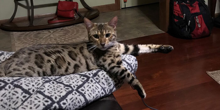 Cat Laying Down