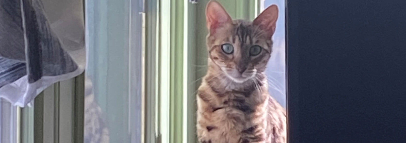 Cat On Desk