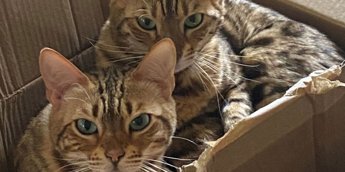 Cats In A Box