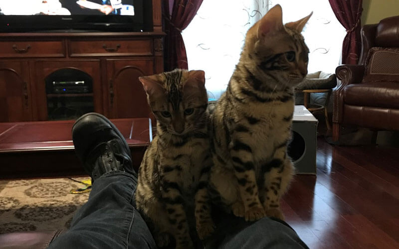 Cats On Lap